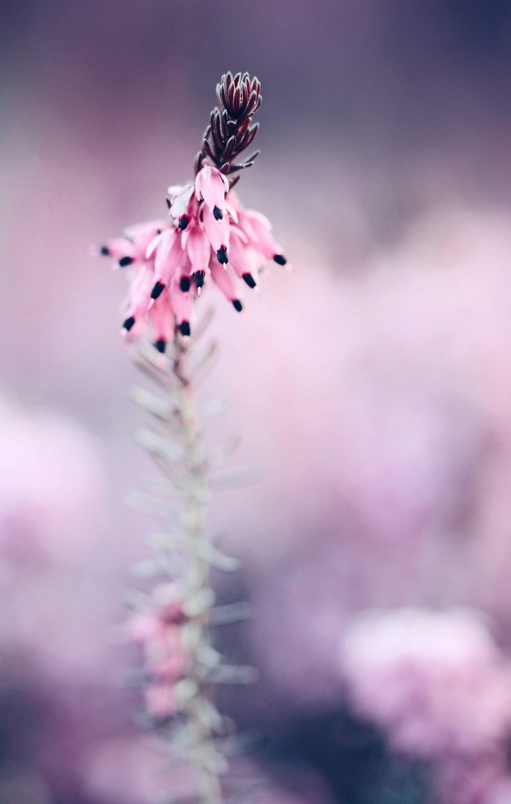 selective focus photography of pink flower