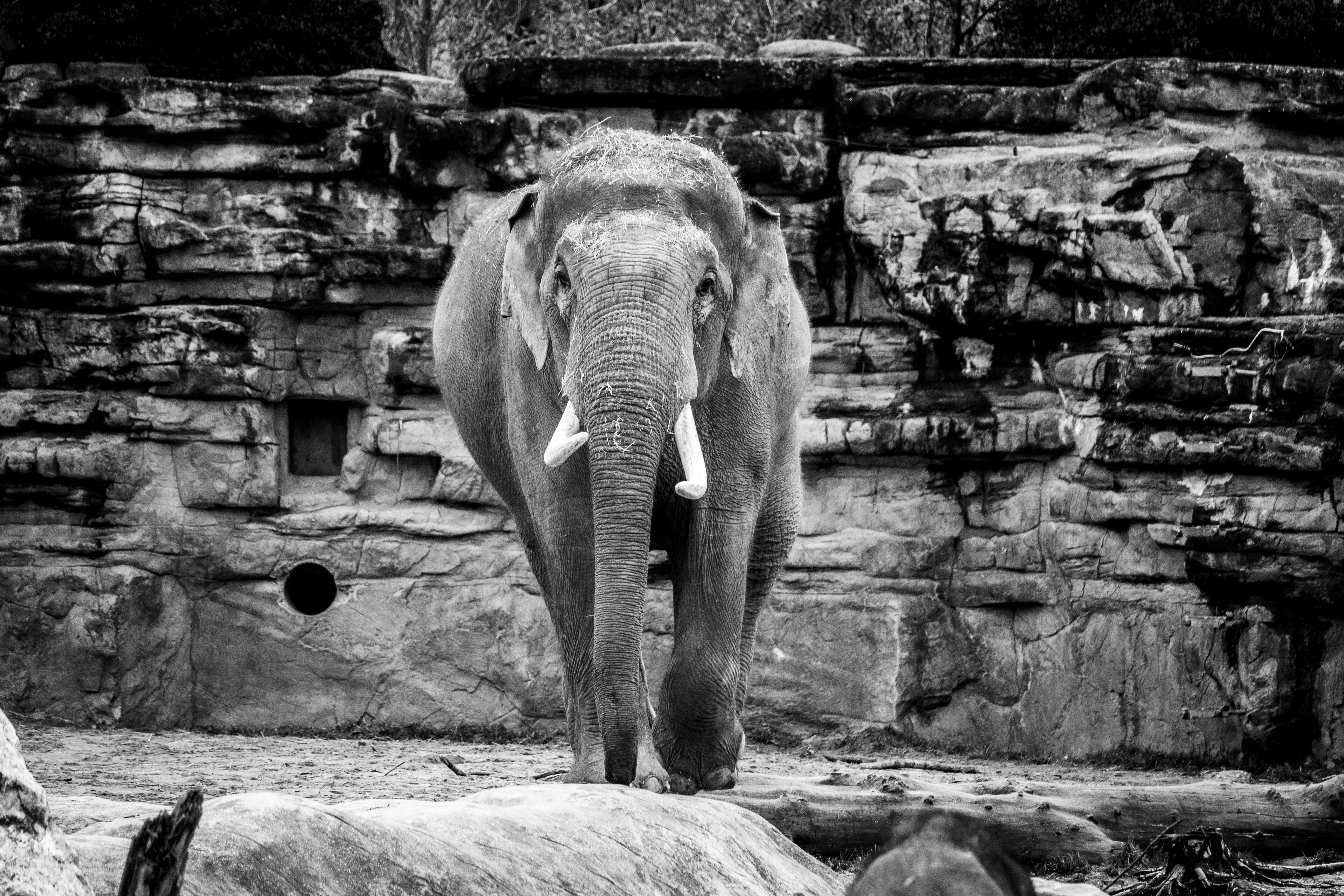 Elephant Black And White Pictures Download Free Images On Unsplash