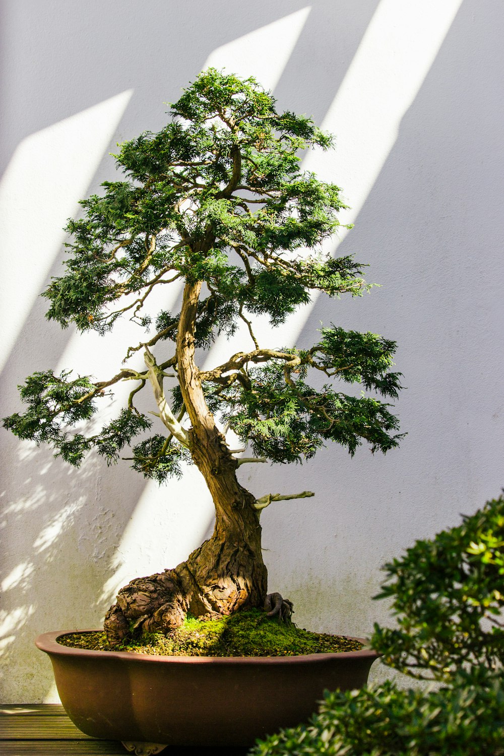 100 Bonsai  Pictures Download Free Images  on Unsplash