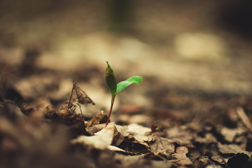 fotografia de foco seletivo de planta de folhas verdes