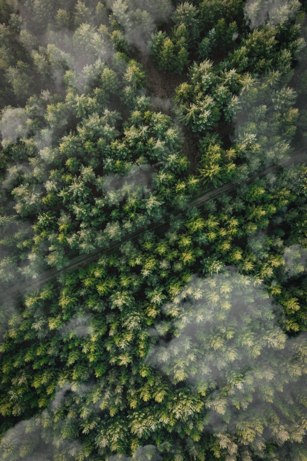 alberi a foglia verde