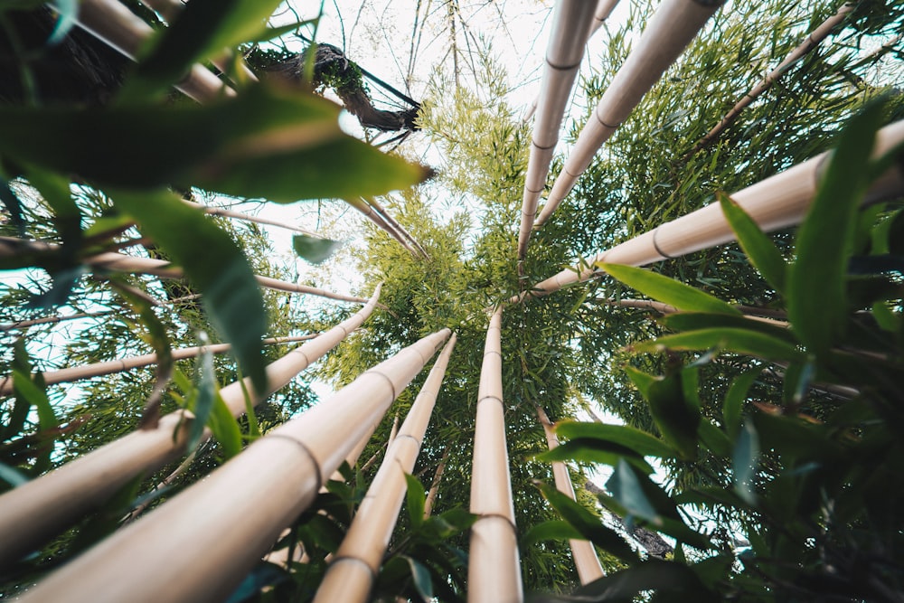 green-leafed trees