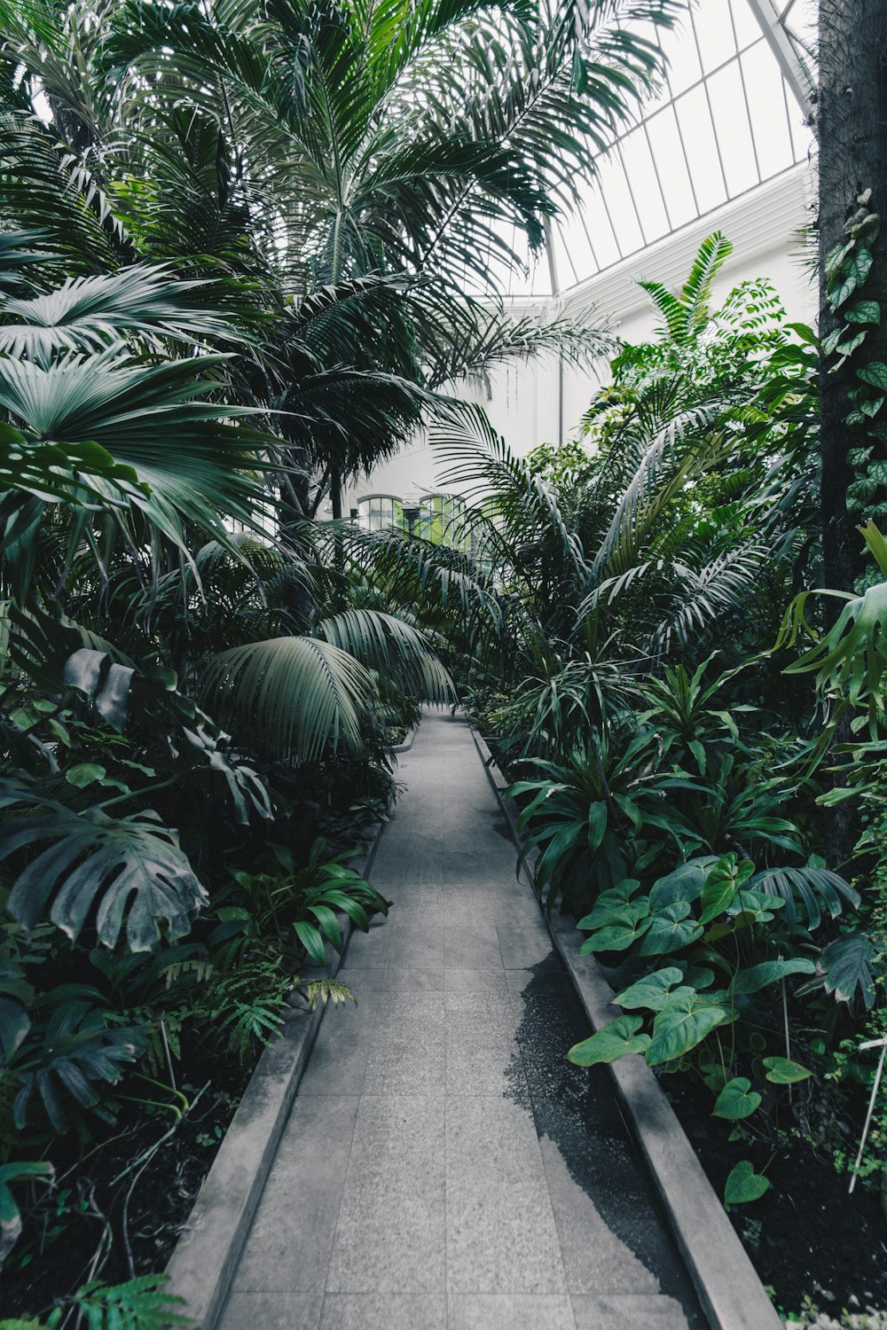 gray concrete pathway beside green leaf plant