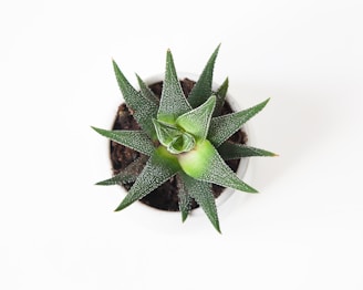 green succulent plant