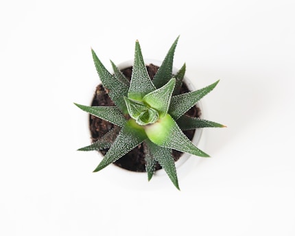green succulent plant