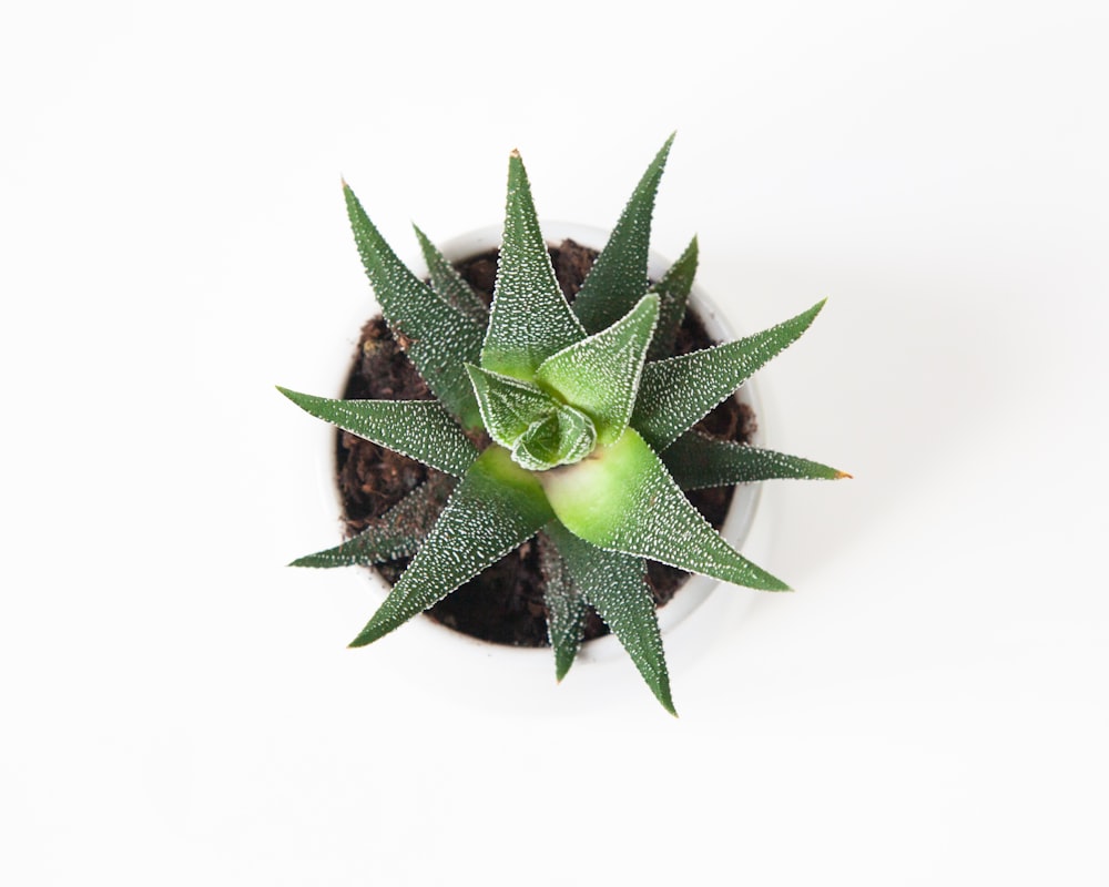 green succulent plant