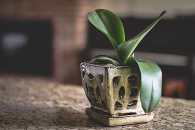 Close-up of a stylish breathable ceramic pot with a thriving green plant inside.