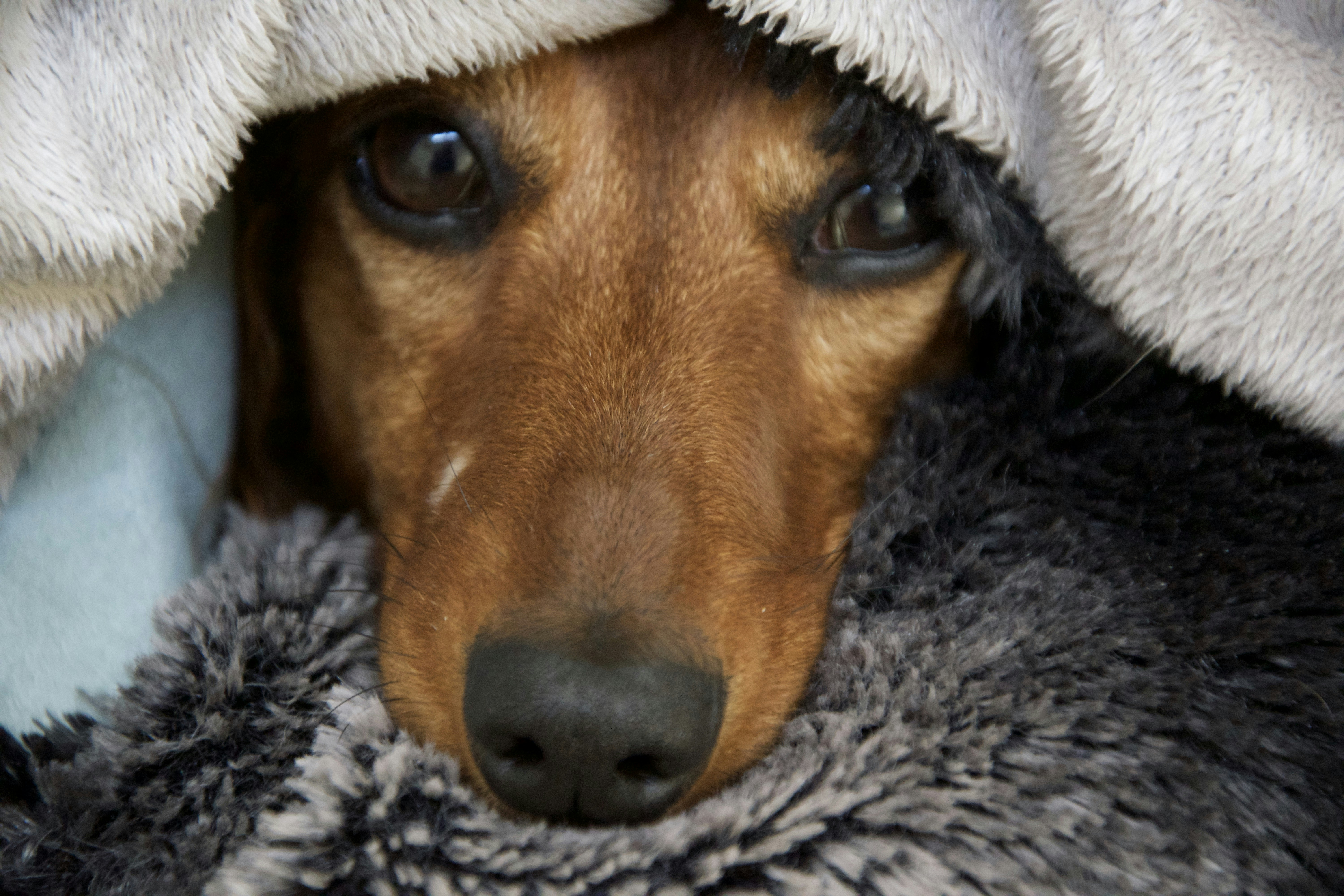 photo 1555421723 73087953f22c?ixlib=rb 4.0