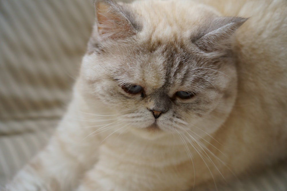 white Persian cat