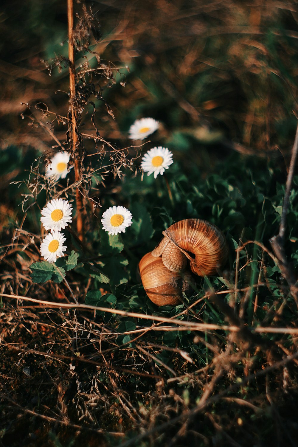 brown snail near white petaled flower