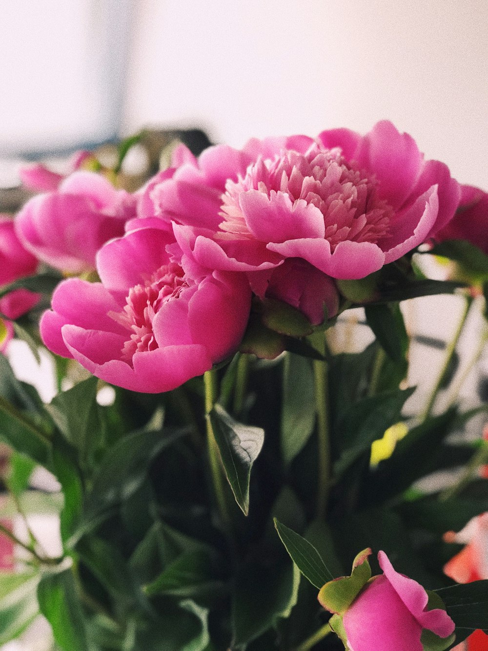 pink petaled flower