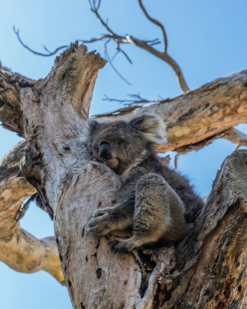 koala bear perching on top of tree