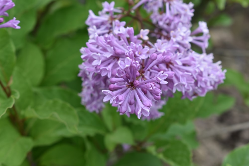 photo of purple flowers