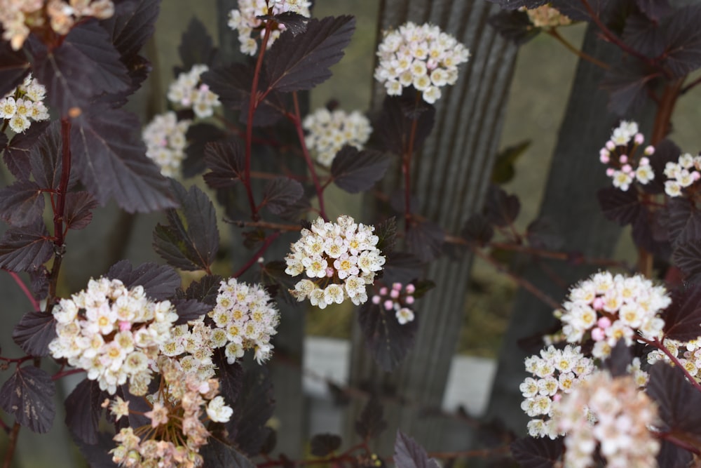 white-petaled flower