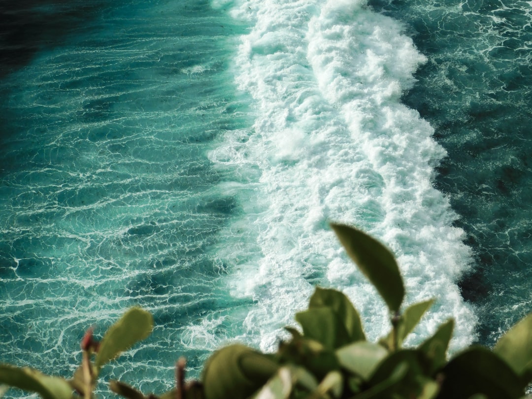 green-leafed plants near ocean water