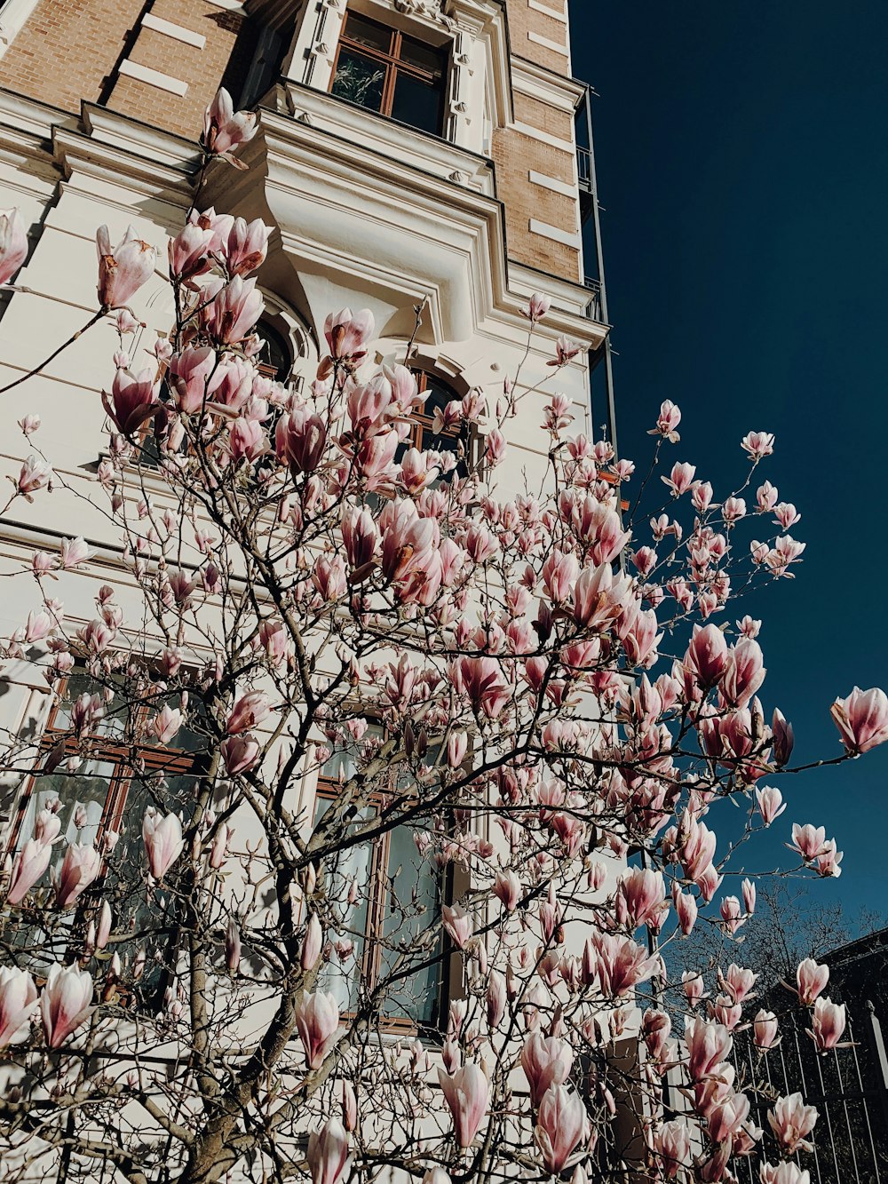 pink-petaled flowers