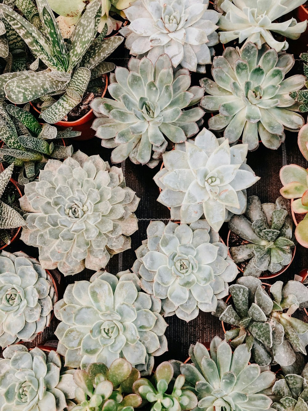 Fotografía plana de suculentas verdes