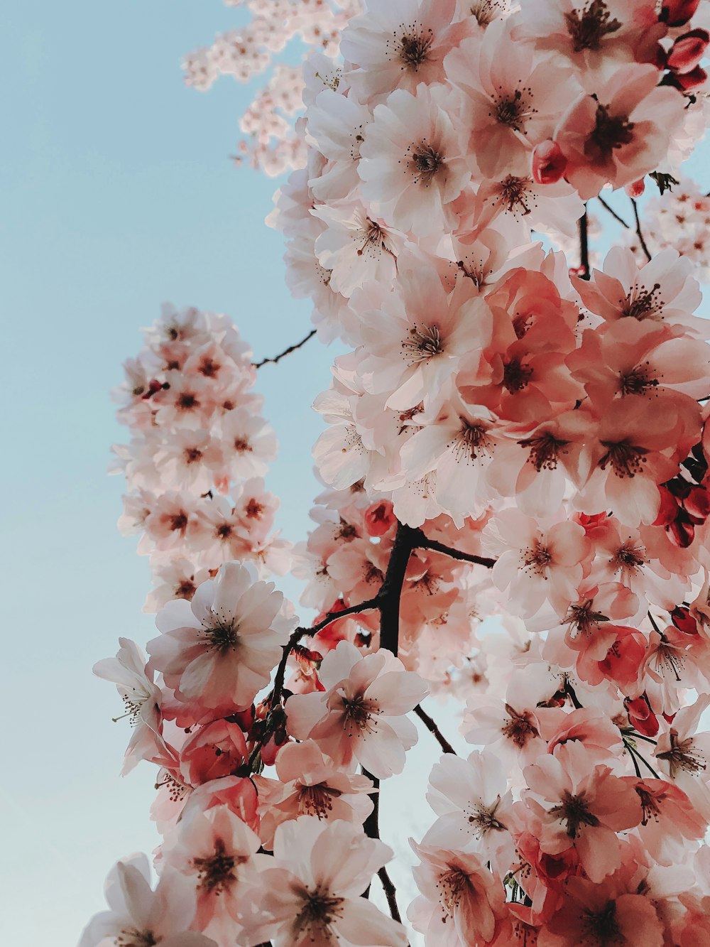 pink cluster flowers