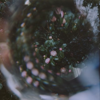 A dreamy and distorted image featuring pink flowers amidst dark green leaves. The composition suggests a kaleidoscope effect, adding a mystical and abstract quality to the scene. Hints of light and shadow interplay in the background, creating an ethereal atmosphere.