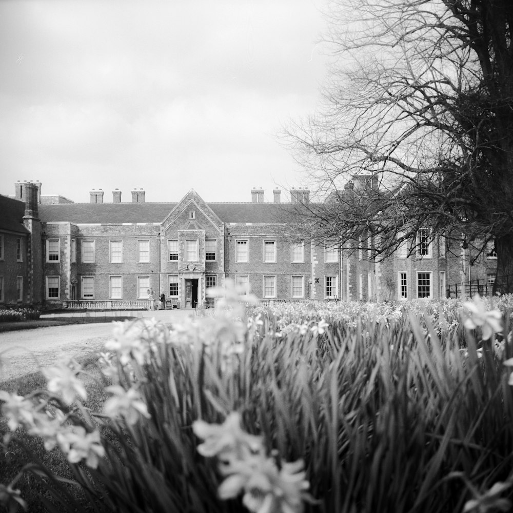 Fotografía en escala de grises del jardín de flores frente a la mansión