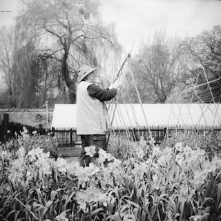 A person wearing a wide-brimmed hat and a vest is tending to garden structures amidst a field of blooming daffodils. The scene includes barren trees and a small building resembling a greenhouse in the background, with a fence bordering the garden.