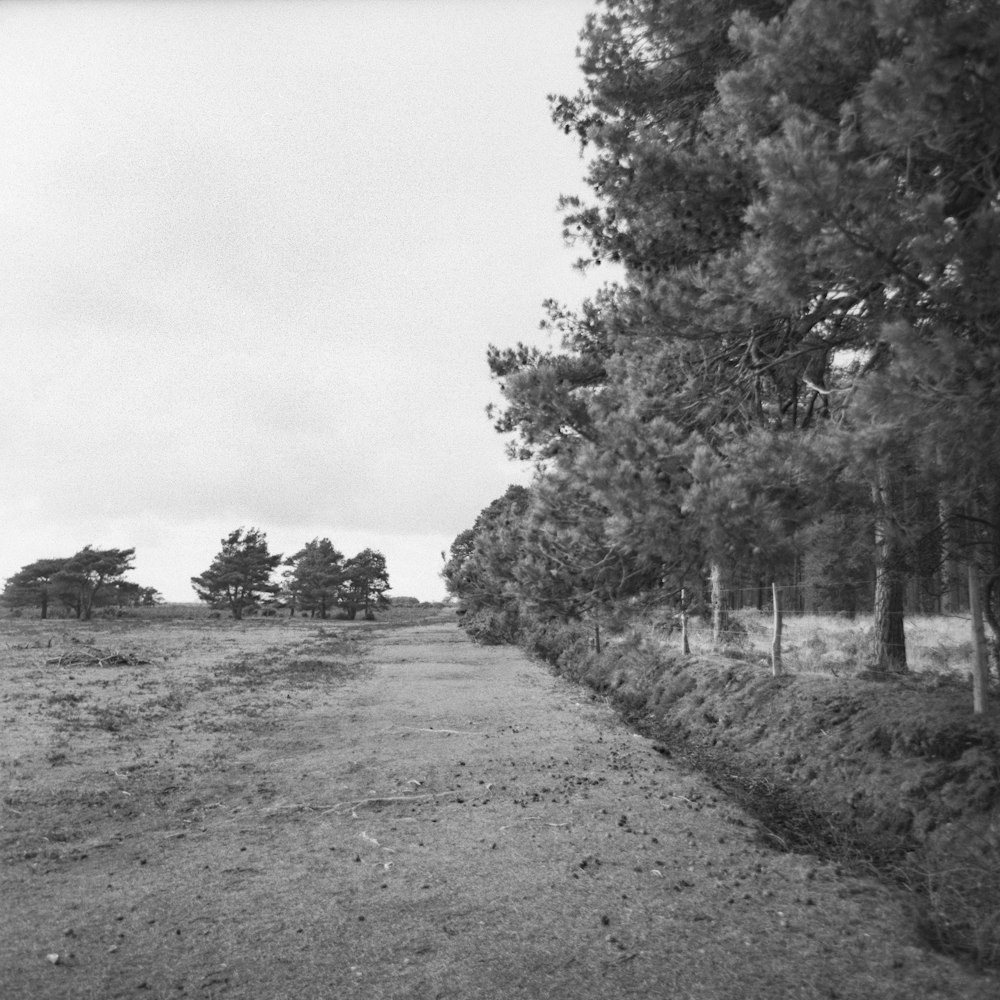 Escaneo fotográfico de película de 120 mm