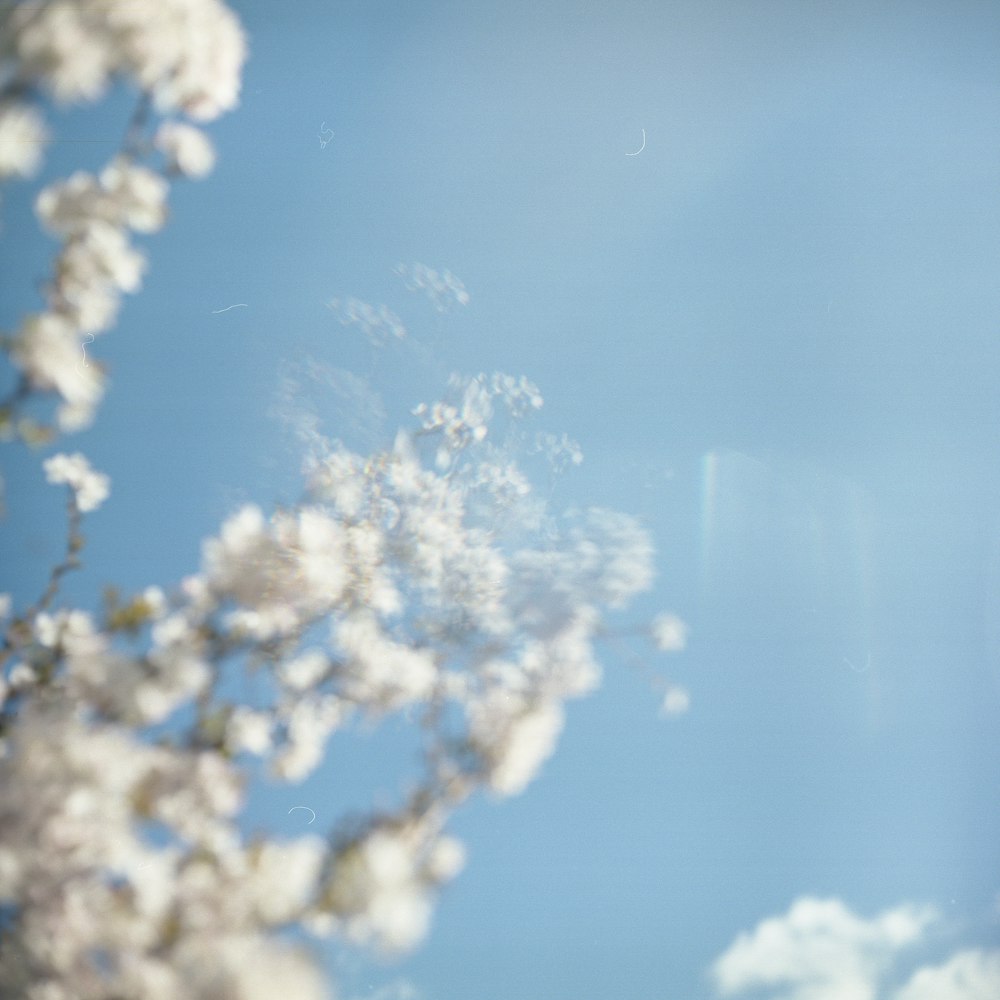 white-petaled flower