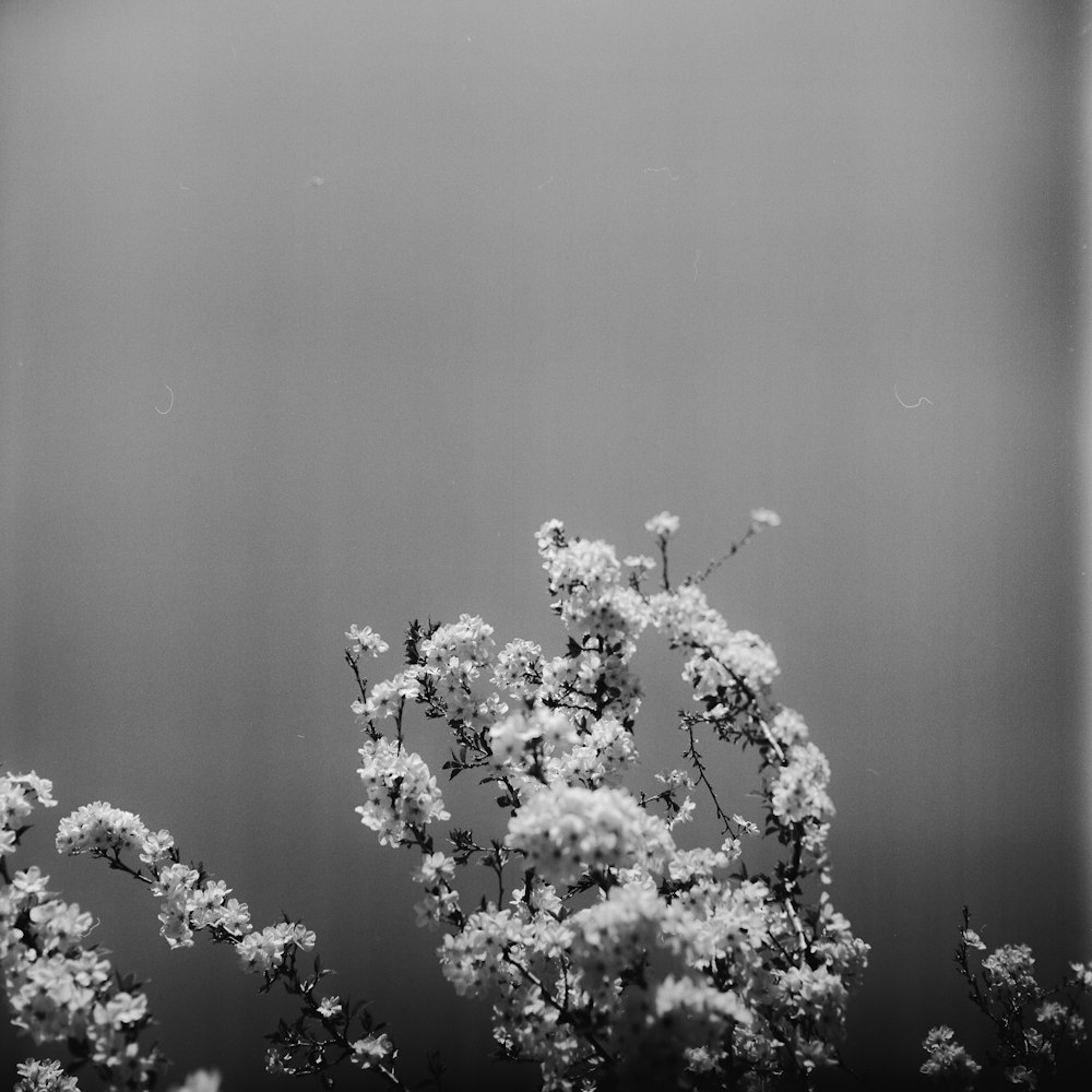 Fotografía en escala de grises de una flor con pétalos