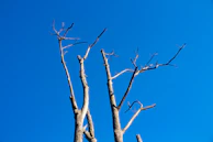 Tall oak tree stretching its branches against a clear blue sky.