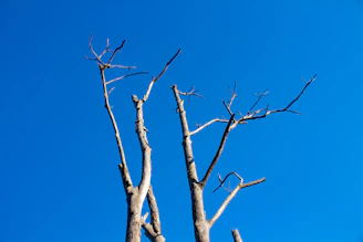 Tall oak tree stretching its branches against a clear blue sky.