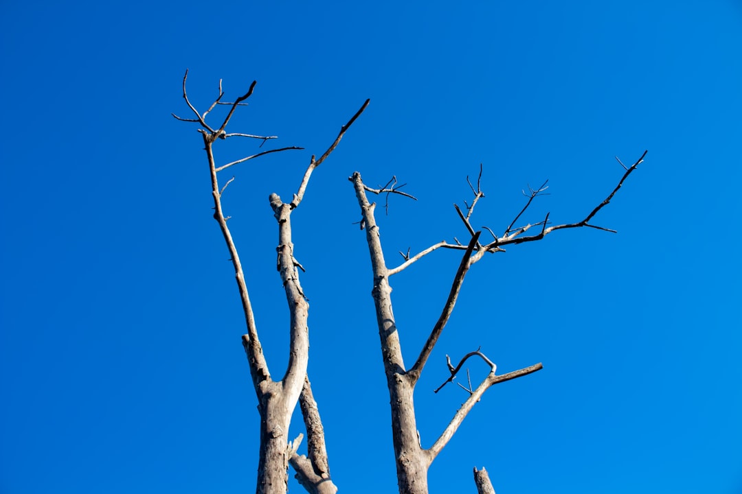 brown tree branch