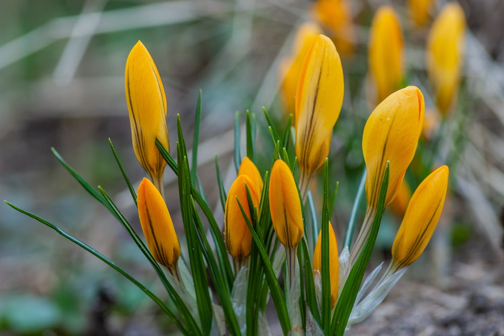flor de tulipán amarillo