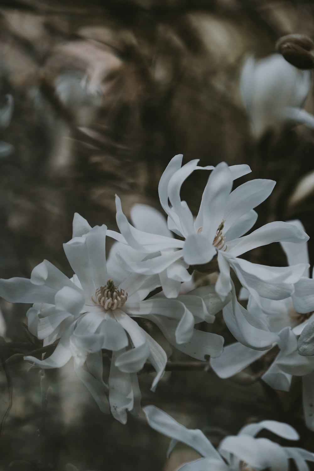 white petaled flowers