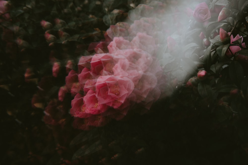 a bunch of pink flowers with smoke coming out of them