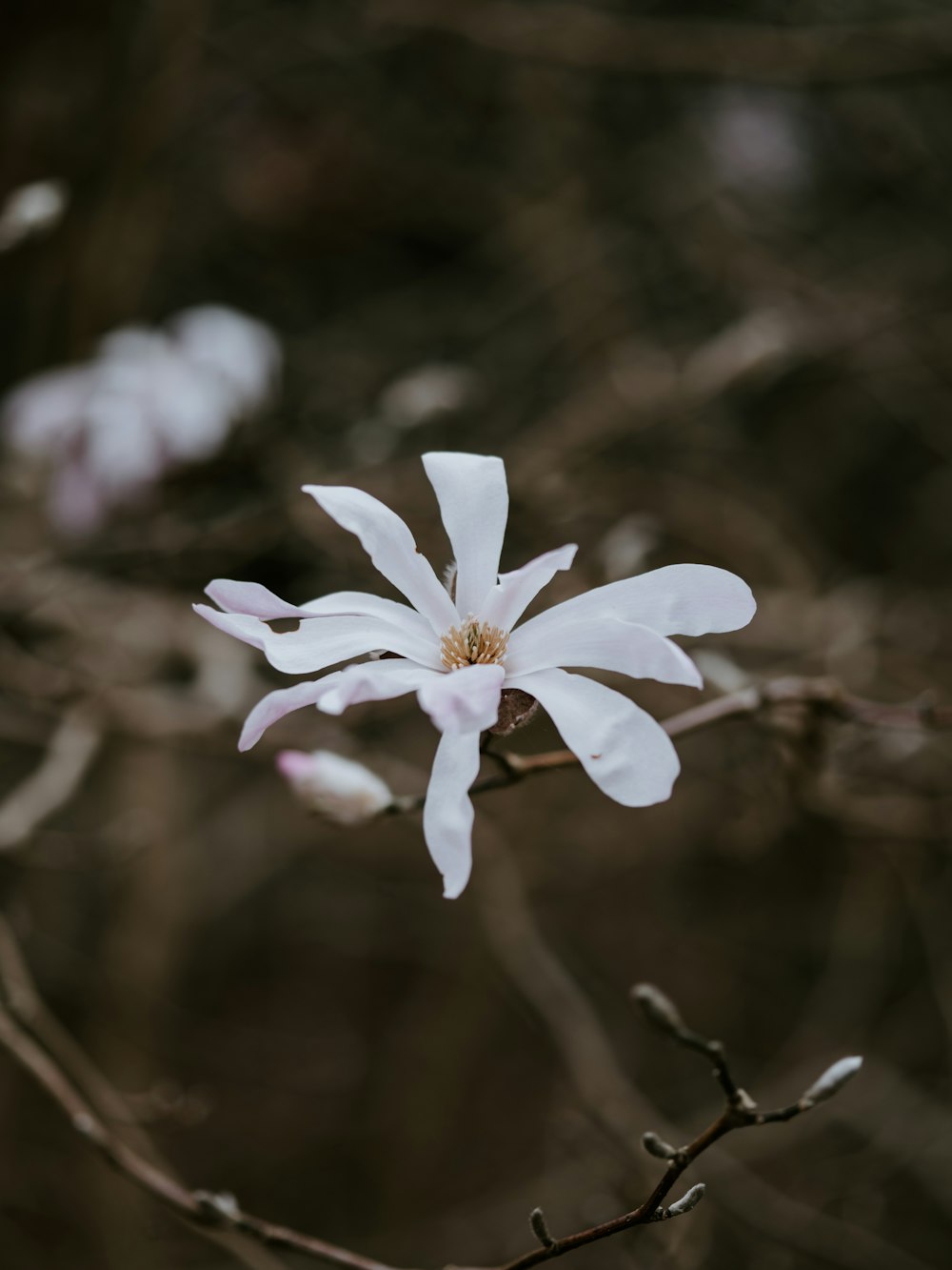 white petaled flower