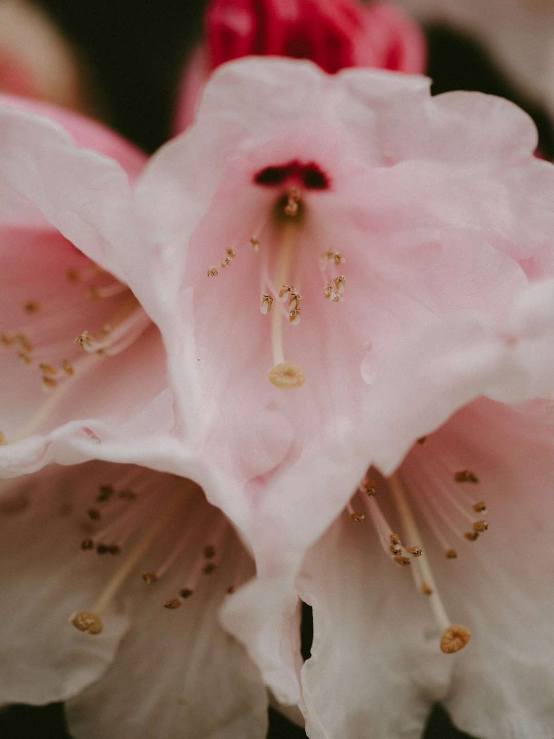 white petaled flower