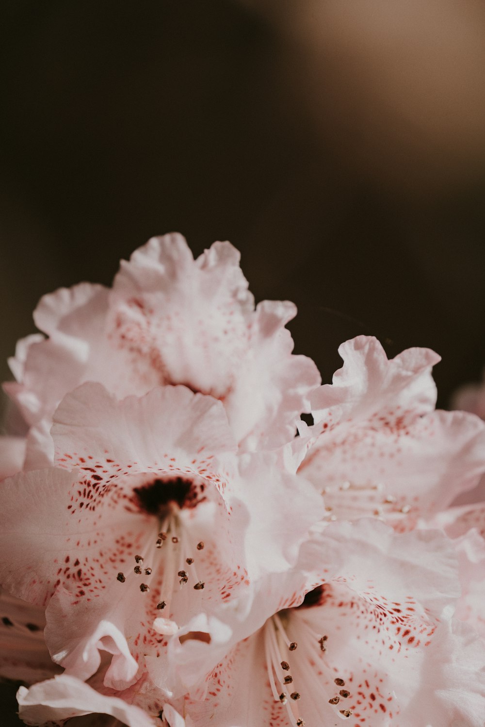 selective focus photography of white-and-pink petaled flowers