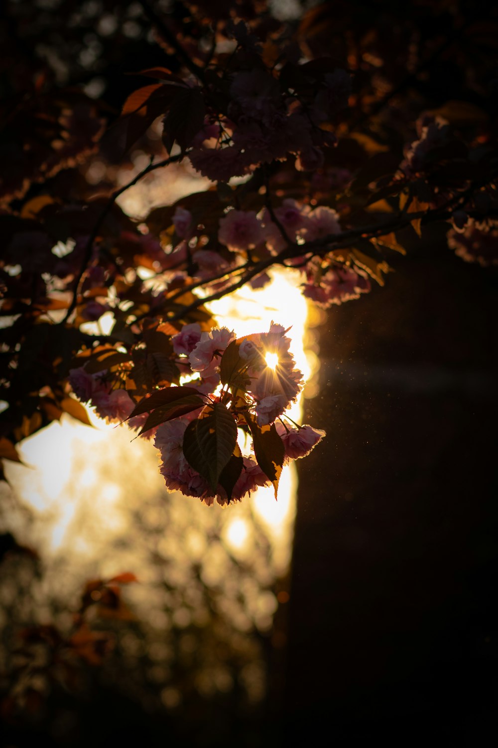 selective focus photography of flower