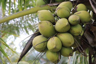 A cluster of green coconuts hangs from the branches of a coconut tree. The coconuts are in various stages of maturity, surrounded by long, slender palm fronds. The background features blurred foliage, suggesting a tropical environment.
