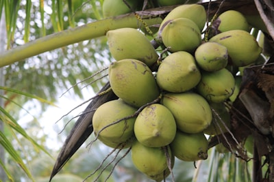 A cluster of green coconuts hangs from the branches of a coconut tree. The coconuts are in various stages of maturity, surrounded by long, slender palm fronds. The background features blurred foliage, suggesting a tropical environment.