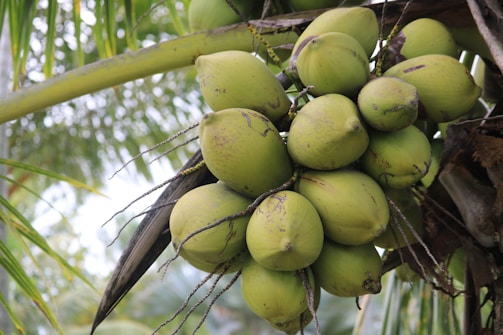 A cluster of green coconuts hangs from the branches of a coconut tree. The coconuts are in various stages of maturity, surrounded by long, slender palm fronds. The background features blurred foliage, suggesting a tropical environment.