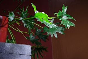 Monstera Deliciosa