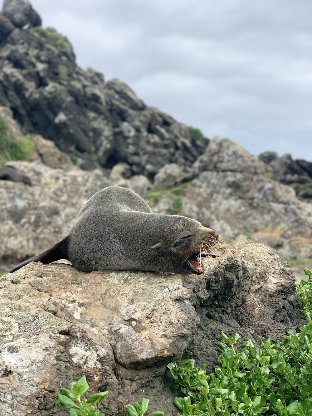 gray sealion