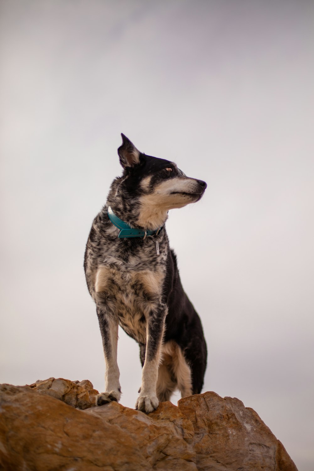dog standing on cliff