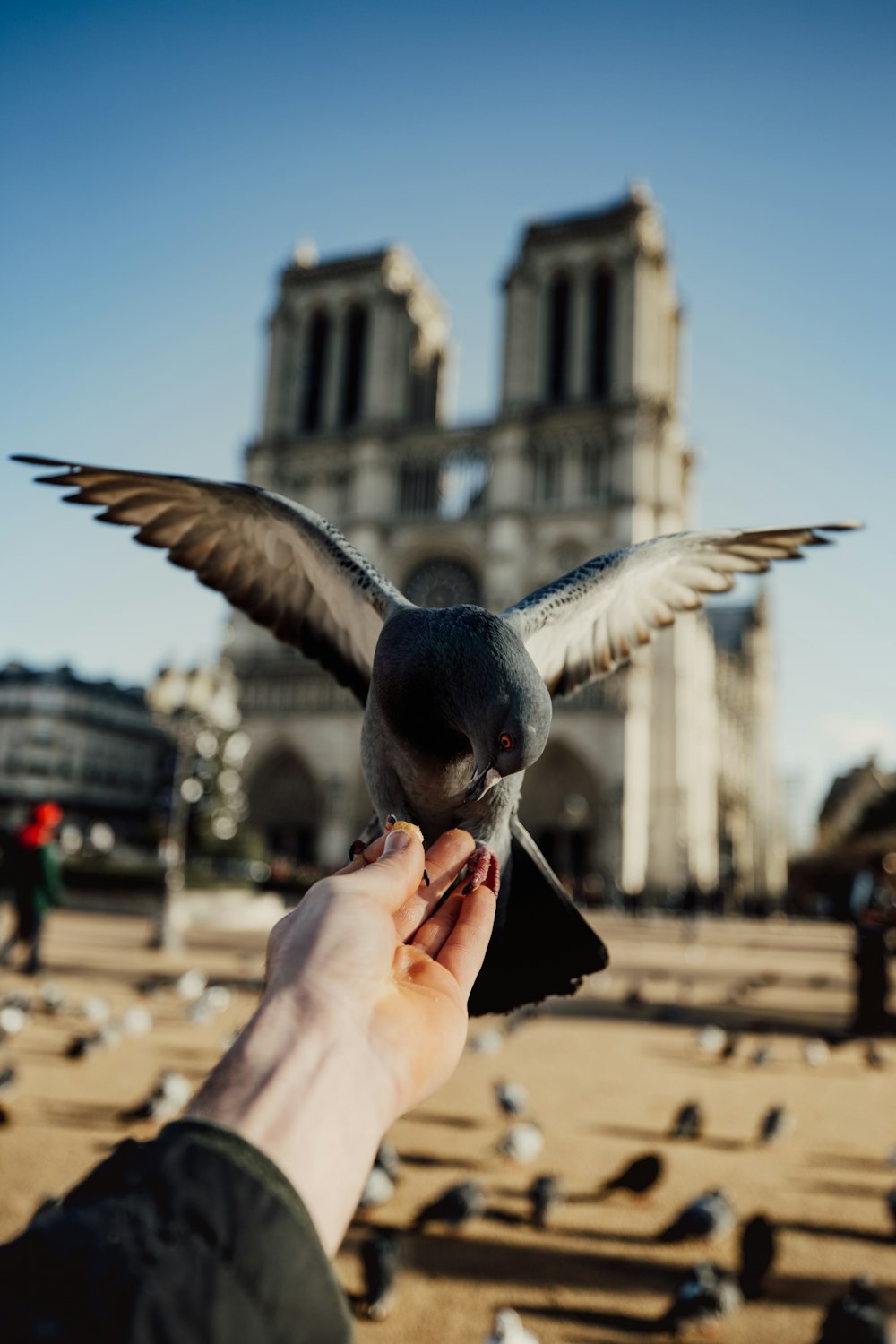 black bird on person's hand