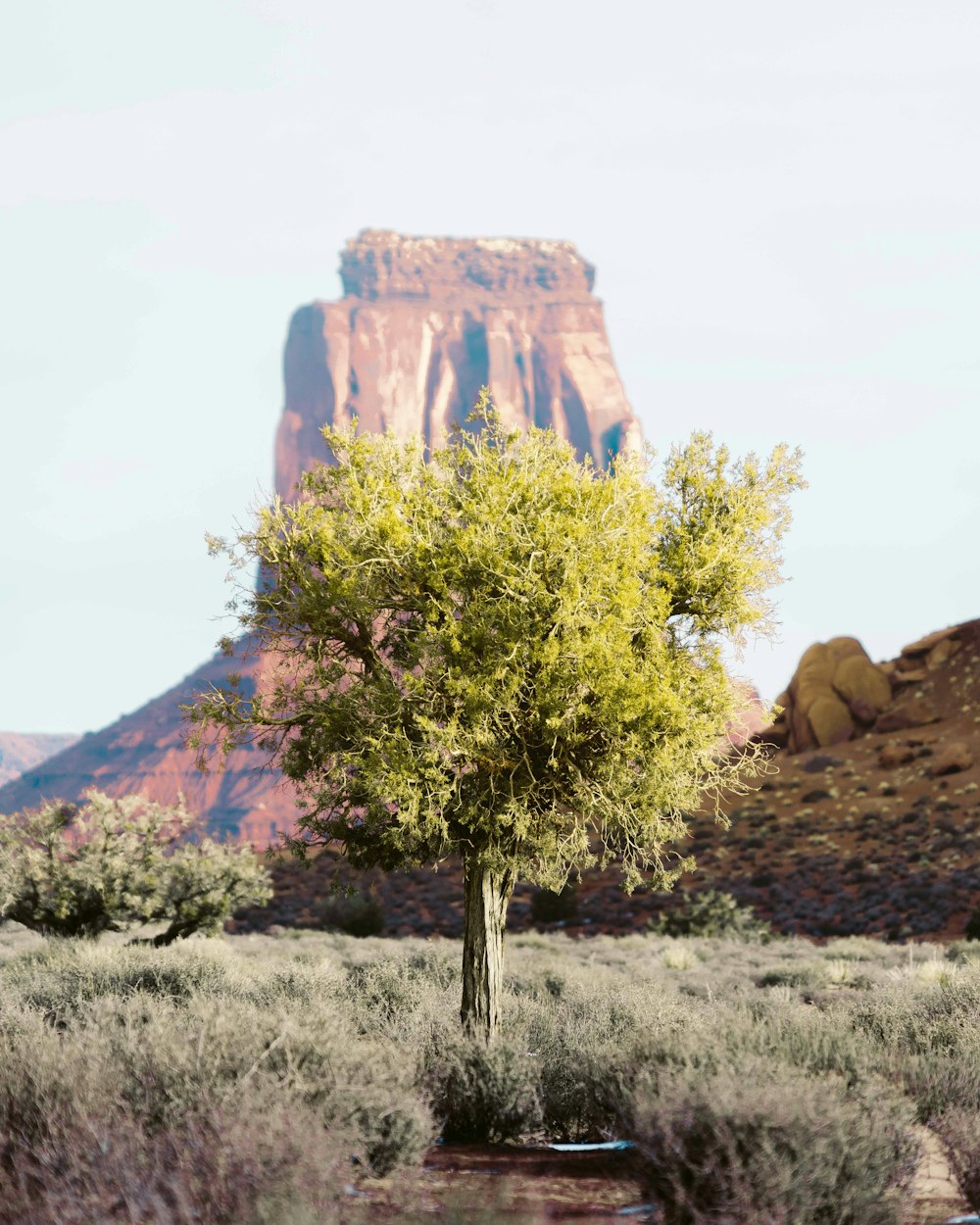 árbol de hojas verdes