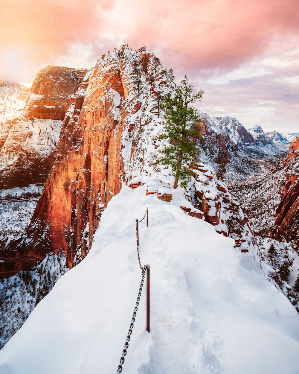 arbre à feuilles vertes sur la montagne pendant la journée