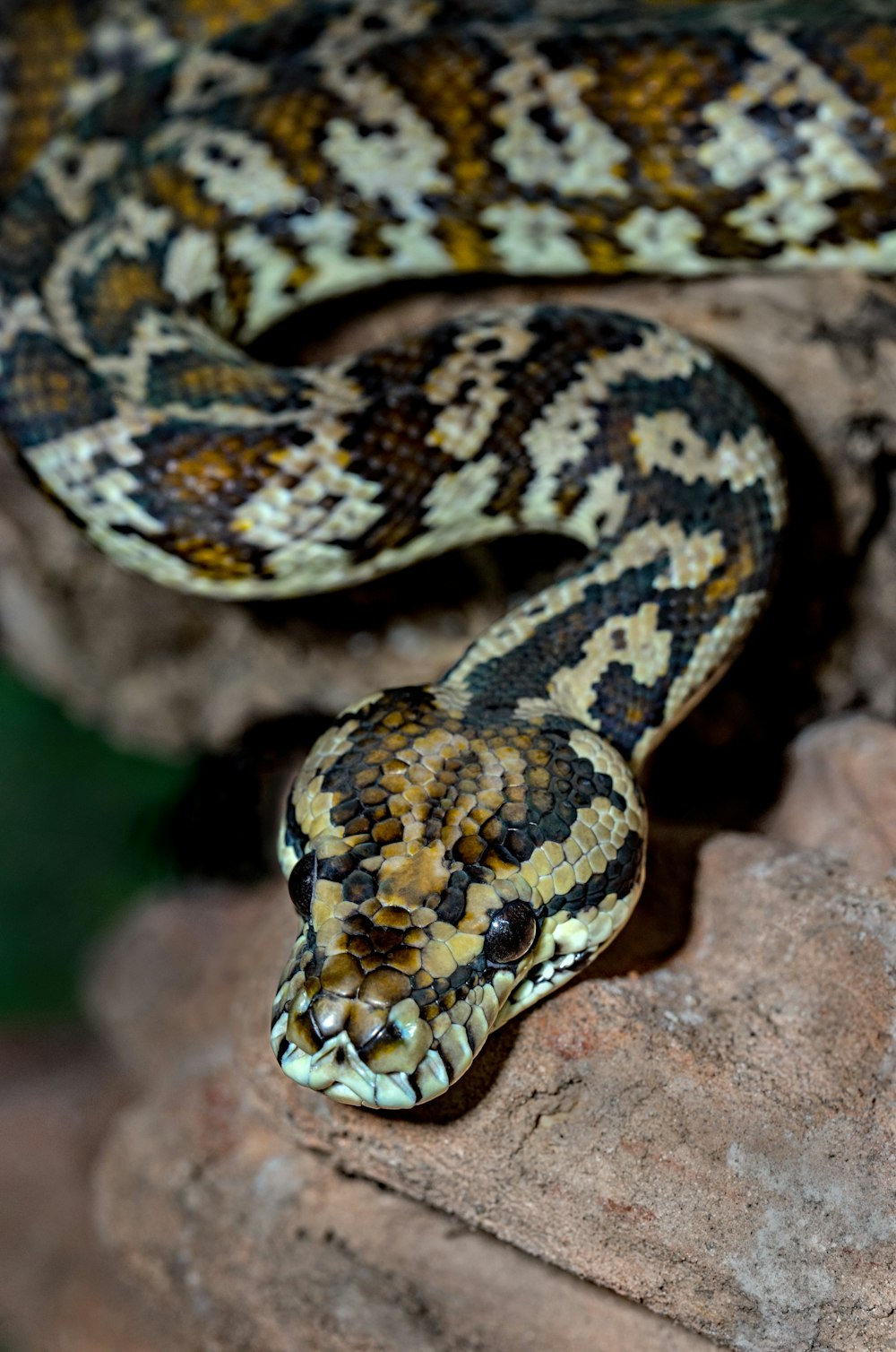 serpiente marrón y negra