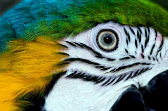 a close up of a colorful parrot's face