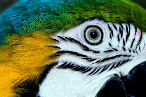 a close up of a colorful parrot's face
